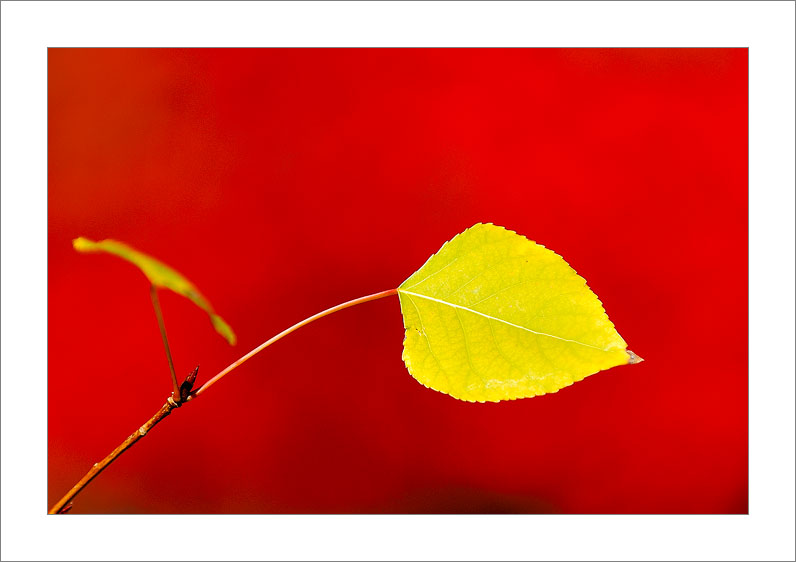 Red & Yellow (Automn Spain)